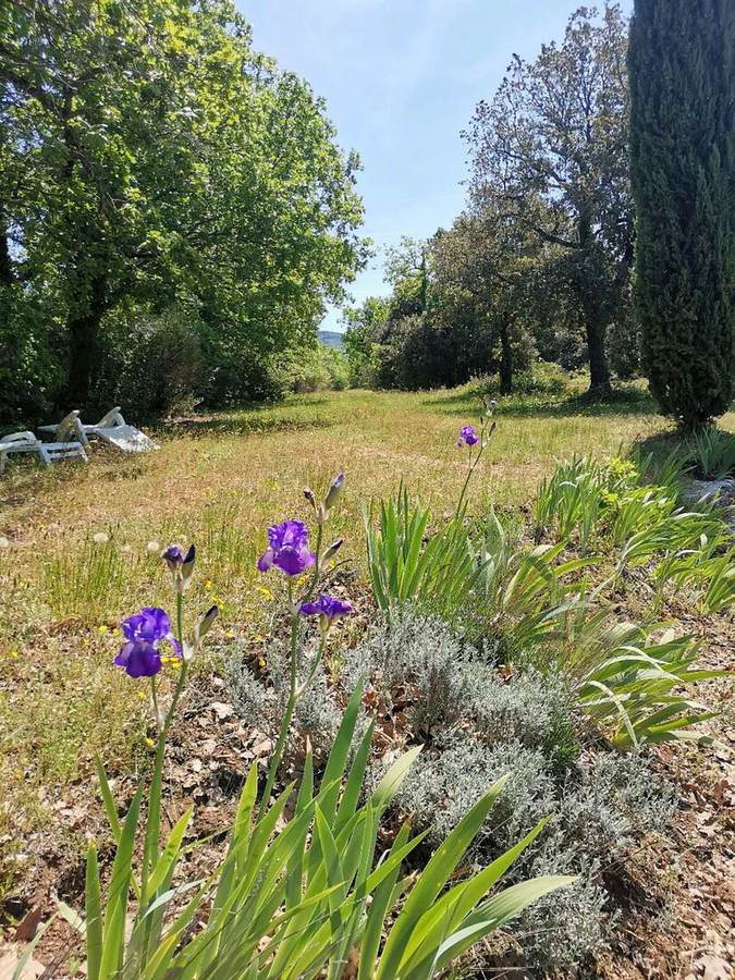 Iris violets, Le Bastidon — location en Luberon