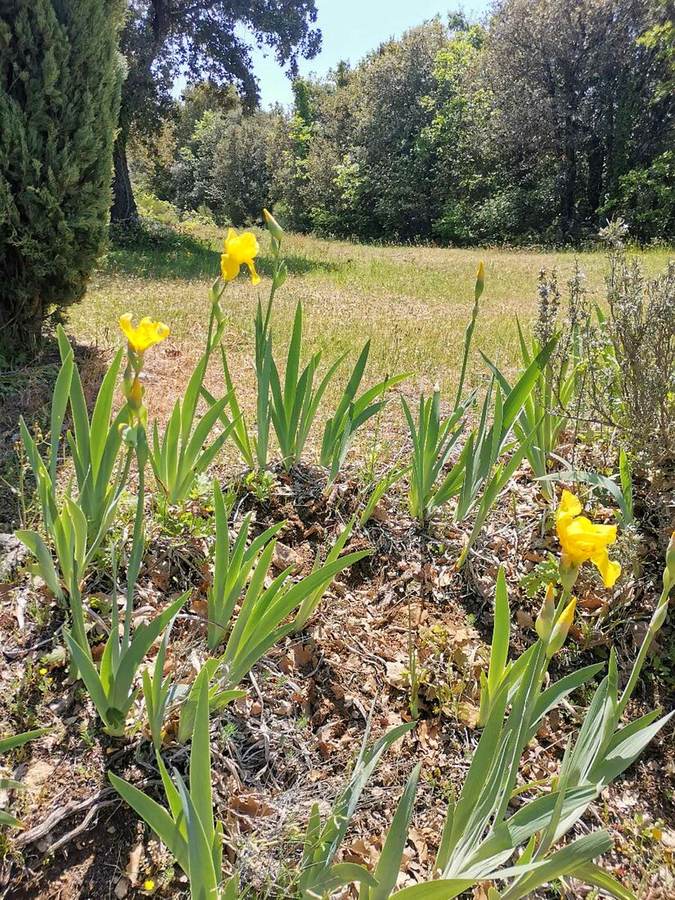 Iris jaunes, Le Bastidon — location en Luberon