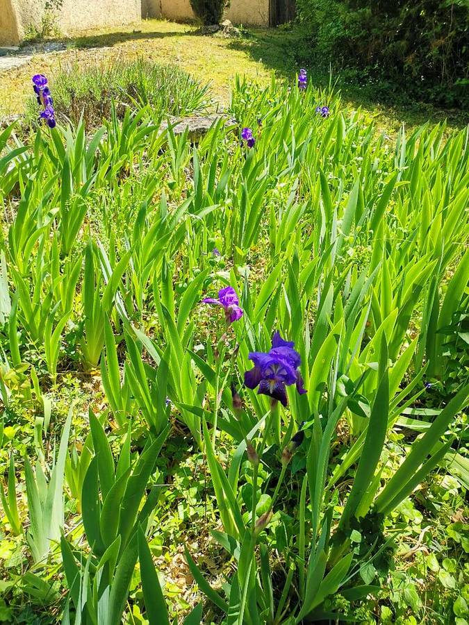 Champ d'iris, Le Jas — location en Luberon